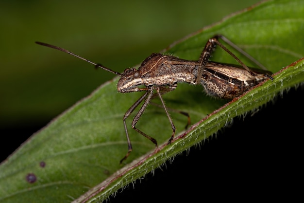 Punaise à tête large adulte de l'espèce Neomegalotomus parvus