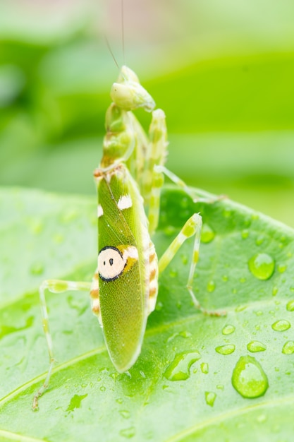 Punaise verte sur feuille matin nature