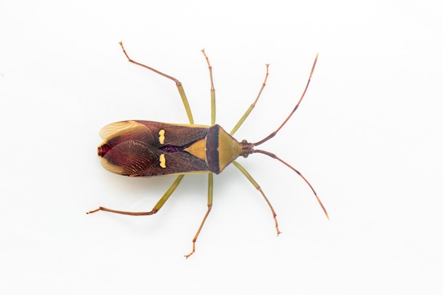 punaise verte des gousses de légumineuses (Hemiptera). De la vue de dessus. Insecte. Animal