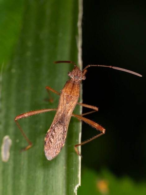 Punaises à tête large de la famille des alididae