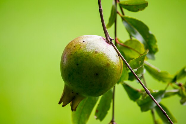 Punica granatum suspendu à la branche