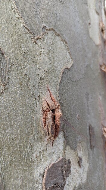 Photo la punition d'un arbre qui tombe se détache du tronc d'un eucalyptus dans un parc à lisbonne