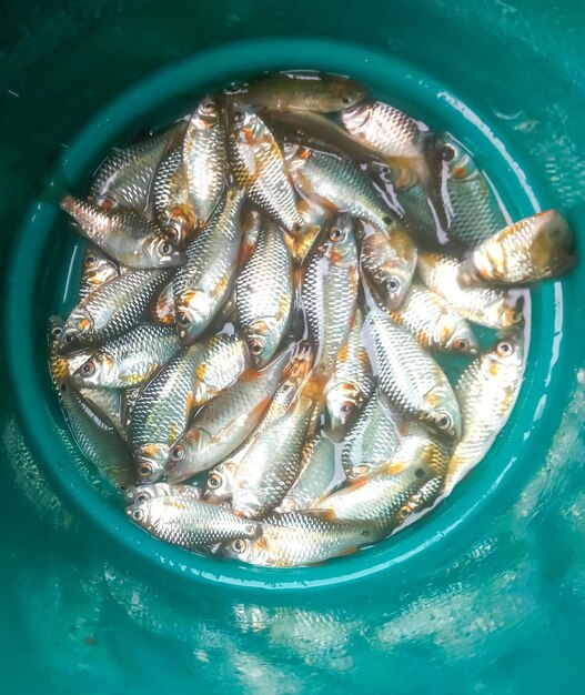 Puntius à vendre dans la boutique du marché local pour le client ou Puntius sophore est un poisson d'eau douce