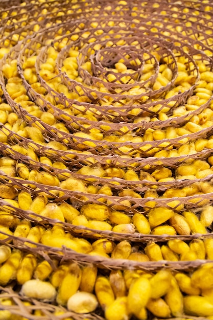 Pupa cocoon est jaune et placé sur un coussinet