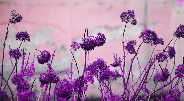 Puple fleurs sèches sur fond rose