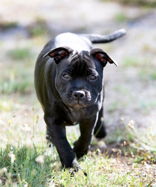 Puppt Staffordshire Bull Terrier Gratuit Dans Un Jardin