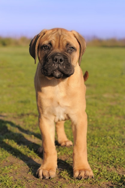 Puppy Bull Mastiff