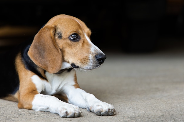 Puppy dog ripping ball apart Beagle dog purebred