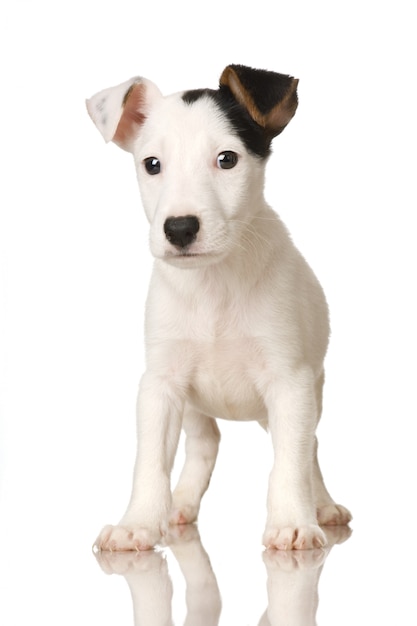 Puppy Jack russel. portrait de chiot isolé