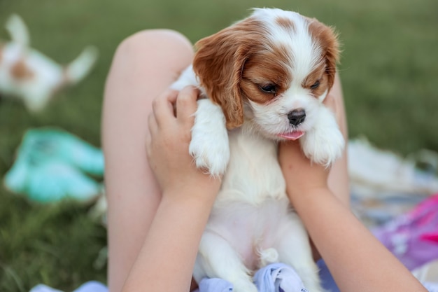 Puppy King Charles Spaniel joue avec un enfant sur l'herbe pendant l'été chaud