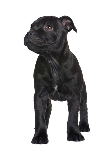 Photo puppy staffordshire bull terrier avec 2 mois. portrait de chien isolé