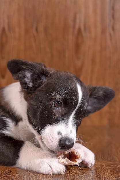 Puppy Welsh Corgi Pembroke Un mignon chien de race pure rongeant un os Les animaux de compagnie