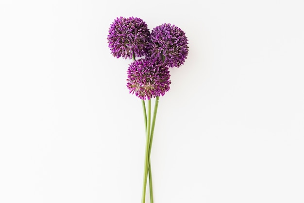 Purple Allium isolé sur fond blanc avec une main humaine