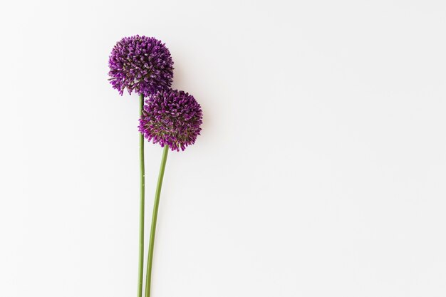 Purple Allium isolé sur fond blanc