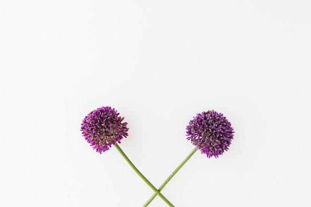 Purple Allium isolé sur fond blanc