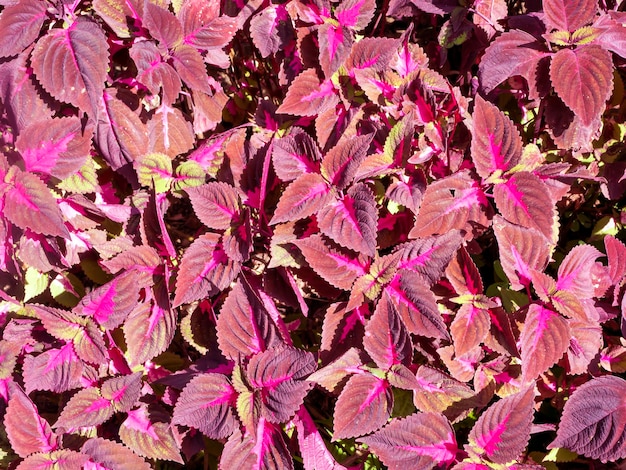 Purple Coral Coleus communément connu sous le nom de coleus une espèce de plante à fleurs