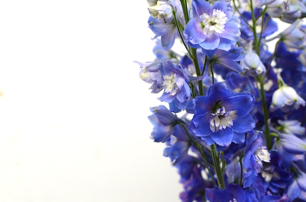 Purple Delphinium fleur sur fond blanc