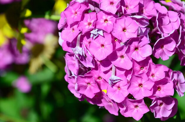 Purple garden Phlox paniculata, fleurs roses