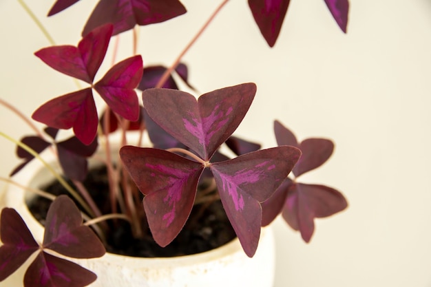 Purple Oxalis Triangularis Mijke plante dans un pot décoratif libre