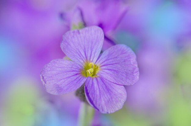 Purple rock cress Aubrieta deltoidea Close up de fleurs violettes de fleurs Aubrieta