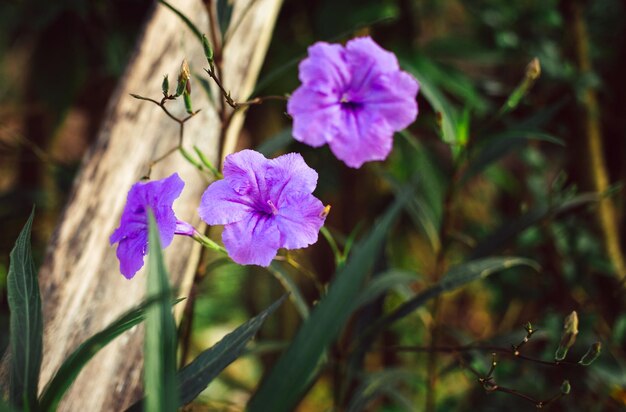 Purple Ruellia tuberosa fleur belle fleur épanouie feuille verte fond de plus en plus de printemps