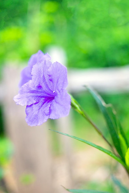 Purple Ruellia tuberosa fleur belle fleur épanouie fond de feuille verte