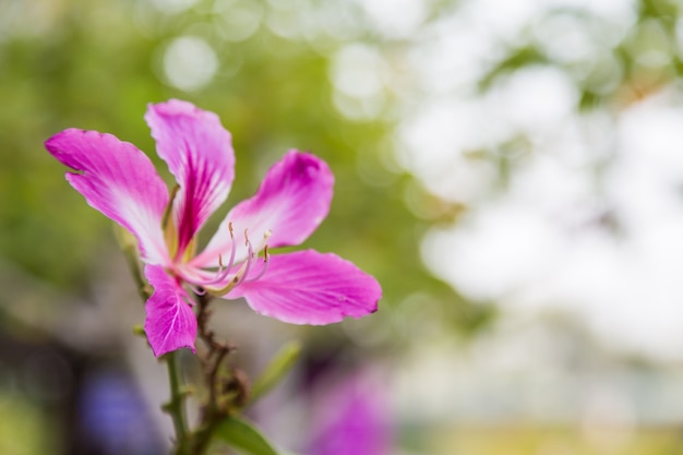 Purpurea purple, Bauhinia Purpurea fleurs sur fond de bokeh vert