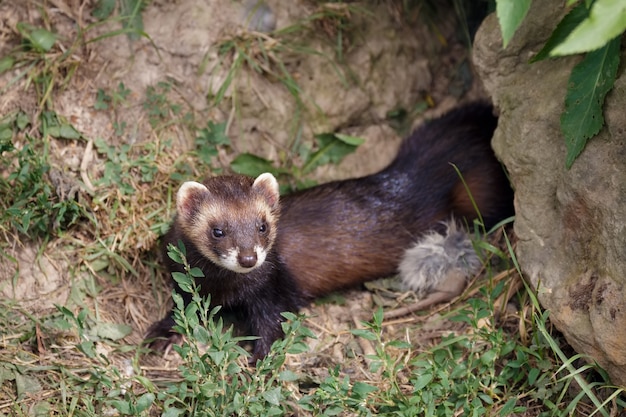 Putois d'Europe (mustela putorius) profitant du soleil