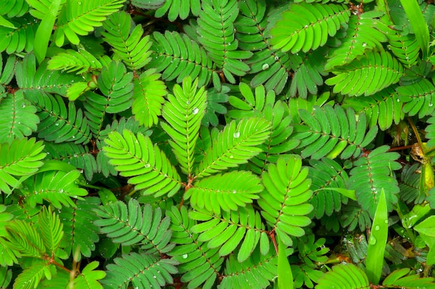 Putri Malu, la honte (Mimosa pudica), Mimosa, herbe sensible