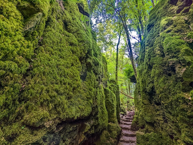 Puzzlewood une ancienne forêt près de Coleford dans la forêt royale de Dean Gloucestershire UK