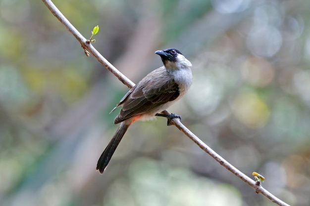 Pybulus à tête grasse Pycnonotus aurigaster Beaux oiseaux de Thaïlande