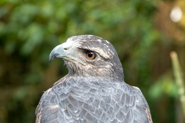 Le pygargue à poitrine noire (Geranoaetus melanoleucus) est un oiseau de proie de la famille des faucons et des aigles (Accipitridae). Il vit dans les régions ouvertes d'Amérique du Sud.