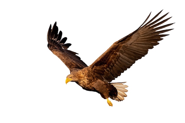 Pygargue à queue blanche adultes, Haliaeetus albicilla, volant avec les ailes ouvertes à la bas isolé sur fond blanc. Découpez des rapaces sauvages dans les airs au coucher du soleil.