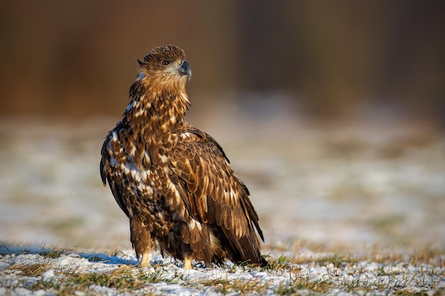 Pygargue à queue blanche juvénile haliaeetus albicilla en hiver assis sur une neige