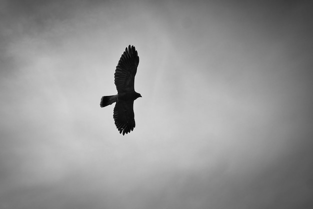 Un pygargue à tête blanche tir détaillé oiseau gracieux et fier