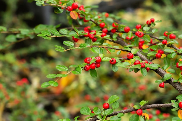 Pyracantha coccinea ou buisson d'épine de feu avec gros plan de baies rouges mûres