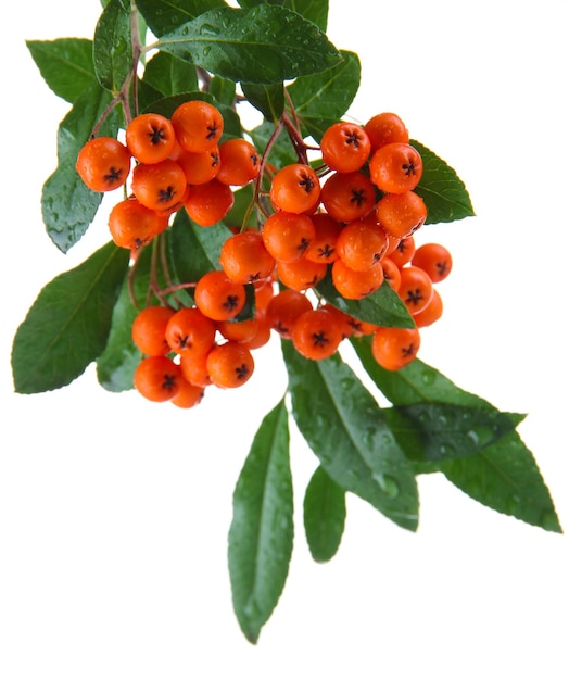 Photo pyracantha firethorn baies d'orange avec des feuilles vertes isolées sur le blanc