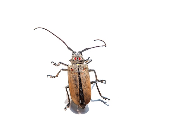 Pyrale des arbres (Batocera rufomaculata) isolé sur fond blanc