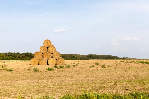 Pyramide collectée à partir de cette paille pour un stockage facile pour l'hiver