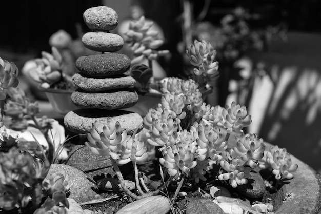 Pyramide de galets de basalte zen et plantes succulentes décoration florale parfaite