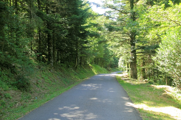 Pyrénées arbres forestiers paysages de montagne l'été