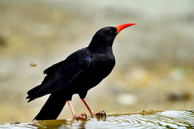 Pyrrhocorax pyrrhocorax le crave à bec rouge est une espèce de passereau de la famille des corvidés