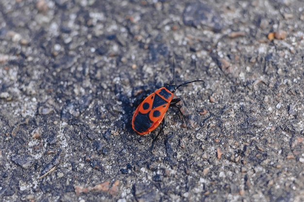 Pyrrhocoris apterus sur fond de pierre