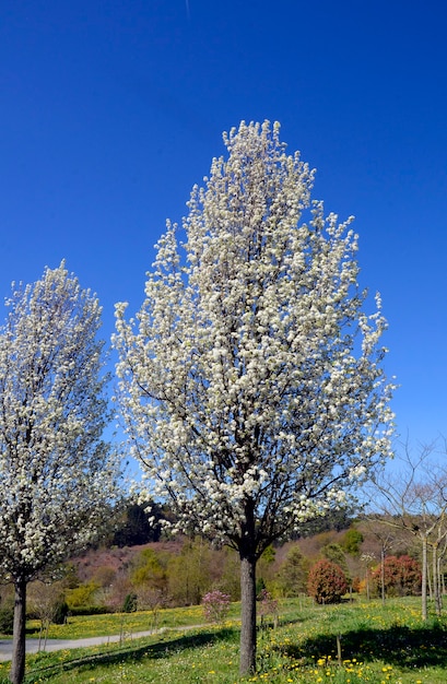 Pyrus calleryana "Chanticleer" en fleur.