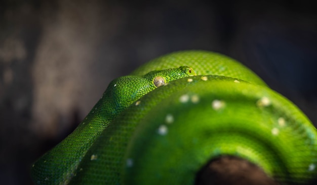 Python d'arbre se reposant parmi les branches, faune incroyable