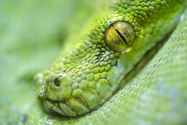 Python d&#39;arbre vert