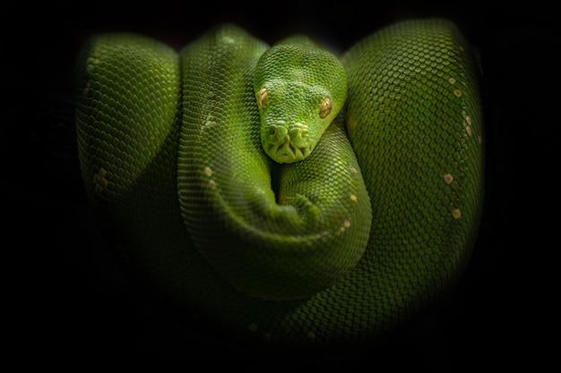 Python d&#39;arbre vert