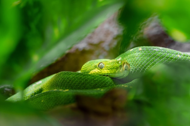 Python d&#39;arbre vert