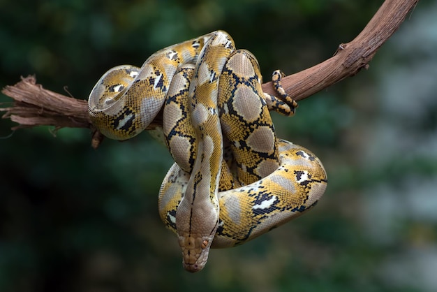 Python birman enroulé autour d'un arbre