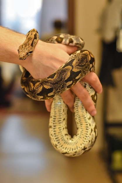 python sur le bras